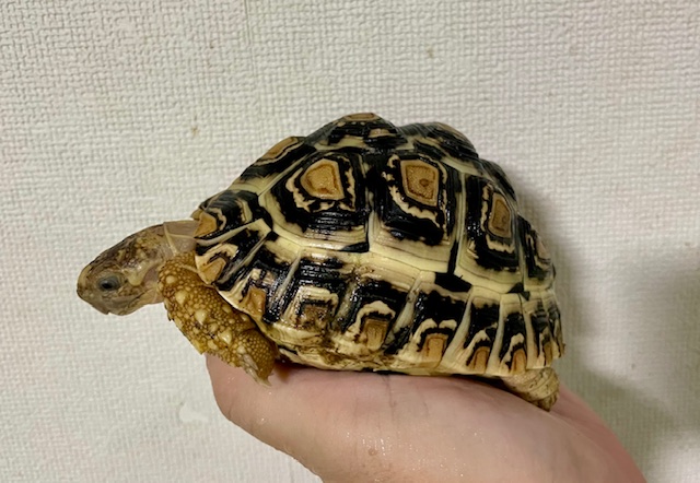 ヒョウモンリクガメ（甲長１１．５ｃｍ）