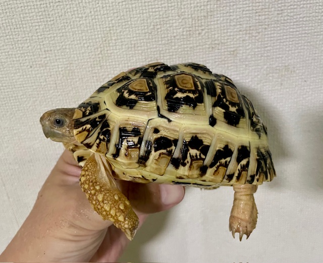 ヒョウモンリクガメ（甲長１２．５ｃｍ）