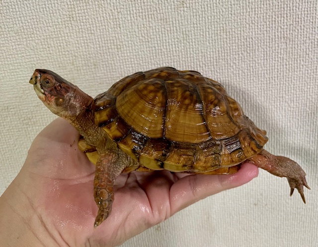 ミツユビハコガメ（甲長１２．５ｃｍ）メス