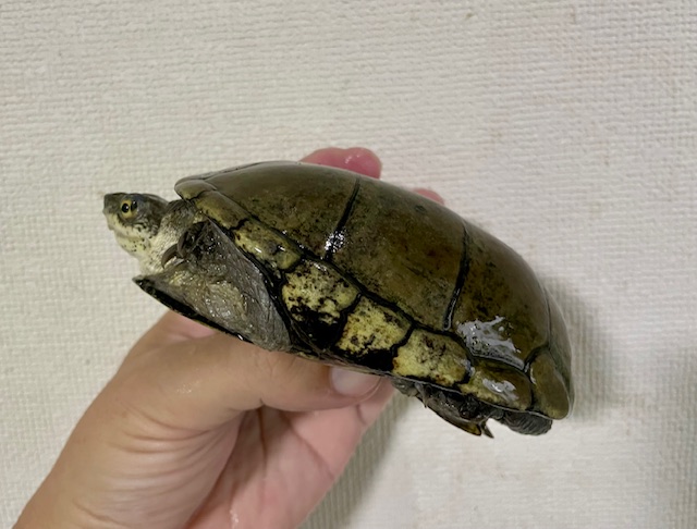キイロドロガメW.C.（甲長１２ｃｍ）オス