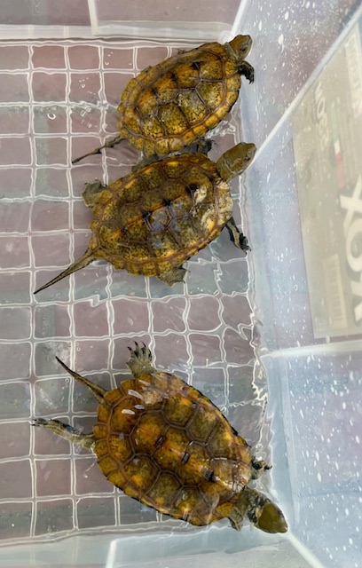 ニホンイシガメ（甲長９．５～１０ｃｍ）