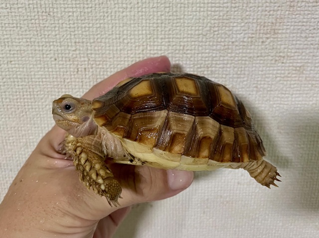 ケヅメリクガメ（甲長９ｃｍ）