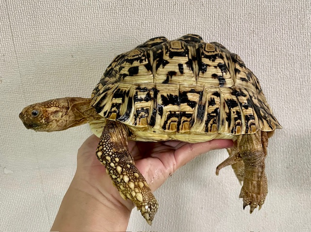 ヒョウモンリクガメ（甲長２０ｃｍ）オス