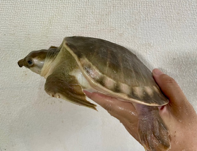 スッポンモドキ（甲長１５ｃｍ）