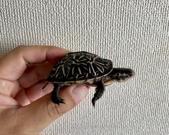 フロリダハコガメ（甲長６ｃｍ）②
