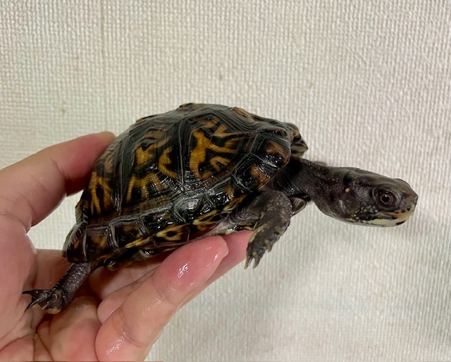 トウブハコガメ（甲長１０．５ｃｍ）オス