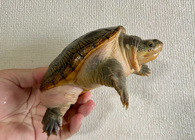 ハラガケガメ（甲長１３ｃｍ）オス①