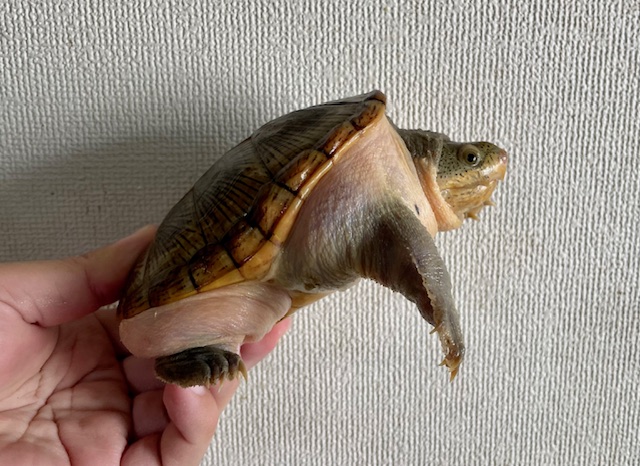ハラガケガメ（甲長１３ｃｍ）オス②