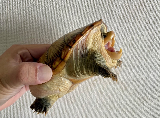 ハラガケガメ（甲長１３ｃｍ）メス①