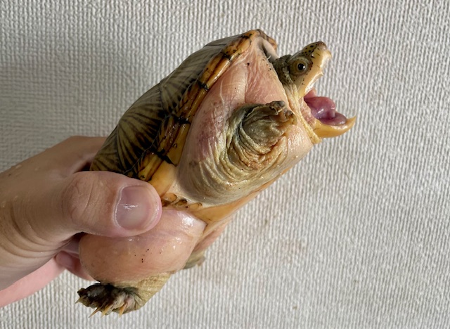 ハラガケガメ（甲長１３ｃｍ）メス②