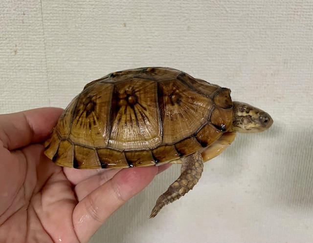 イエローガルフコーストハコガメ（甲長１１．５ｃｍ）tsdオス