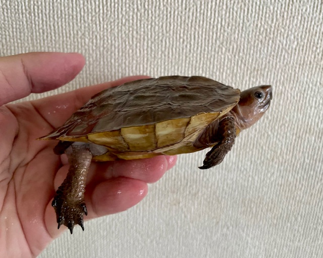 シロアゴヤマガメ（甲長１０ｃｍ）