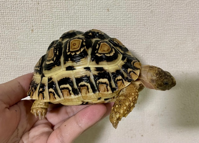 ヒョウモンリクガメ（甲長１１．５ｃｍ）