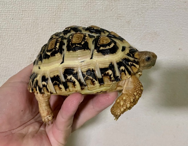 ヒョウモンリクガメ（甲長１２．５ｃｍ）