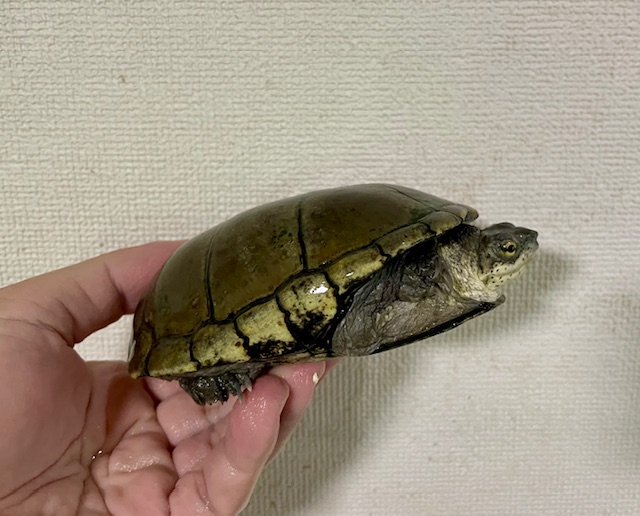 キイロドロガメW.C.（甲長１２ｃｍ）オス