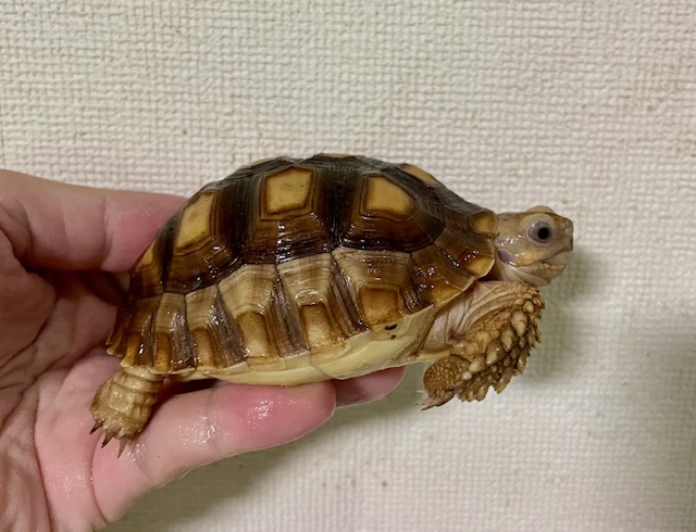 ケヅメリクガメ（甲長９ｃｍ）