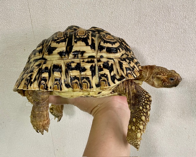 ヒョウモンリクガメ（甲長２０ｃｍ）オス