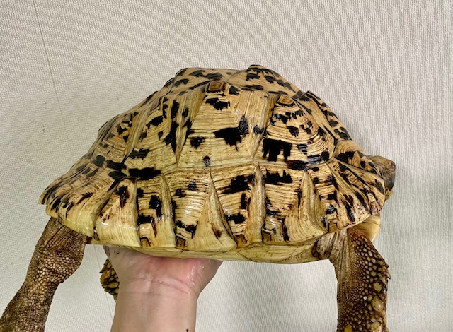 ヒョウモンリクガメ（甲長３０ｃｍ）メス