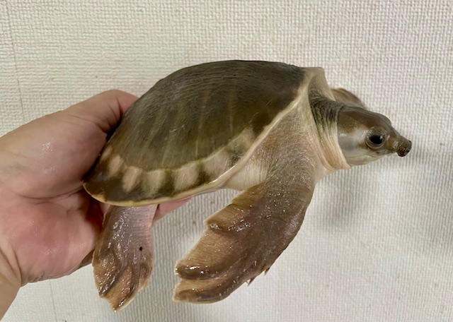 スッポンモドキ（甲長１５ｃｍ）