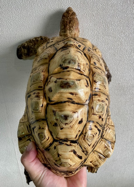 ソマリアリクガメ（甲長２５ｃｍ）オス