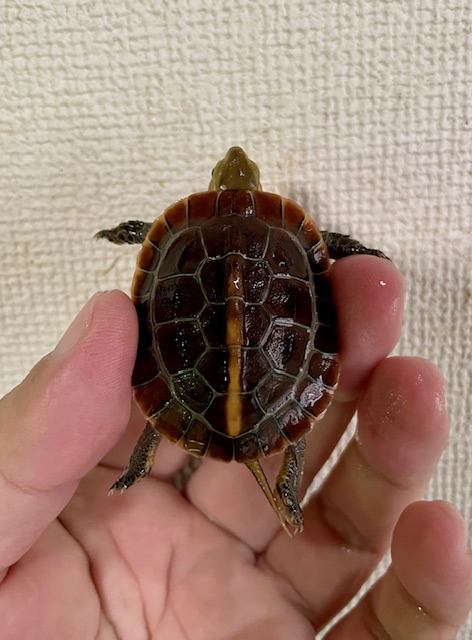チュウゴクセマルハコガメ(甲長4.5cm)レッド