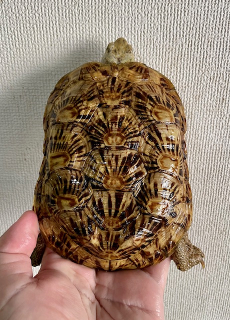 パンケーキガメ（甲長１４．５ｃｍ）メス