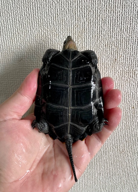 ニホンイシガメ（甲長９．５ｃｍ）メス
