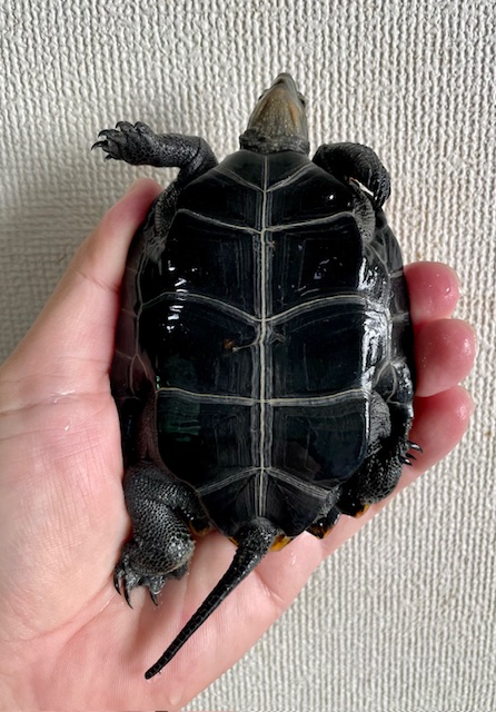 ニホンイシガメ（甲長１０ｃｍ）メス