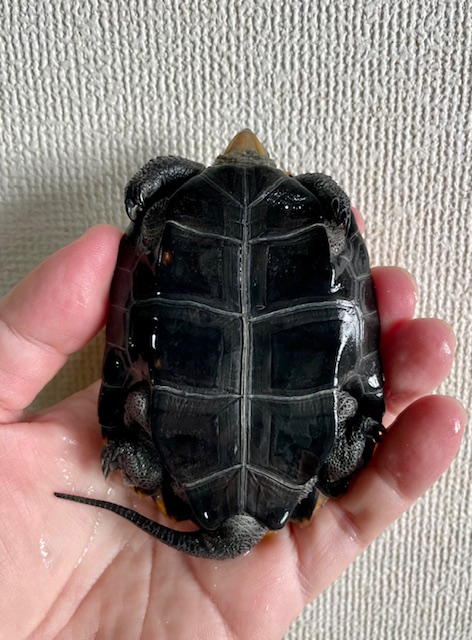 ニホンイシガメ（甲長９．５ｃｍ）オス