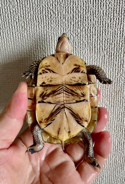 フロリダハコガメ（甲長８．５ｃｍ）
