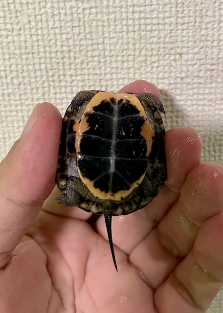 キボシイシガメ　ベビー（甲長４ｃｍ）