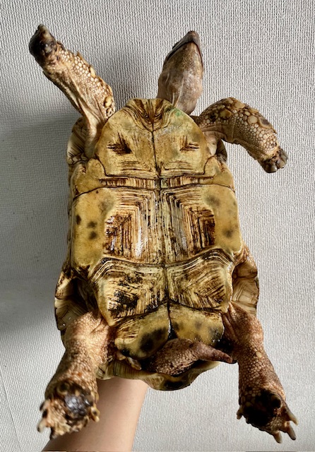 ソマリアリクガメ（甲長２５ｃｍ）オス