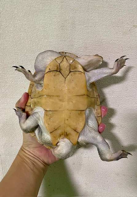 ジーベンロックナガクビガメ（甲長１７ｃｍ）オス