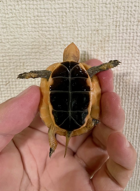 チュウゴクセマルハコガメ（甲長４．５ｃｍ）レッド