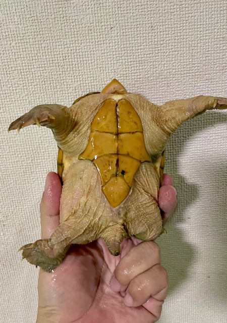 ハラガケガメ（甲長１３．５ｃｍ）オス