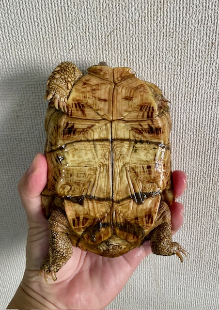 パンケーキガメ（甲長１４．５ｃｍ）メス