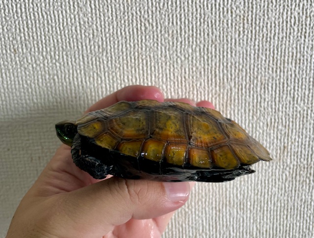 ニホンイシガメ（甲長９．５ｃｍ）メス
