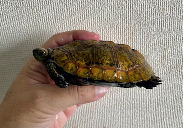 ニホンイシガメ（甲長１０ｃｍ）メス