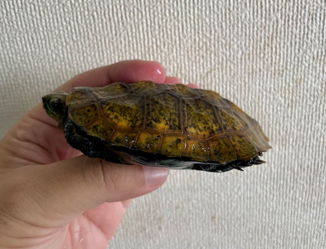 ニホンイシガメ（甲長９．５ｃｍ）オス