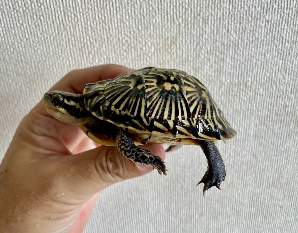 フロリダハコガメ（甲長８．５ｃｍ）