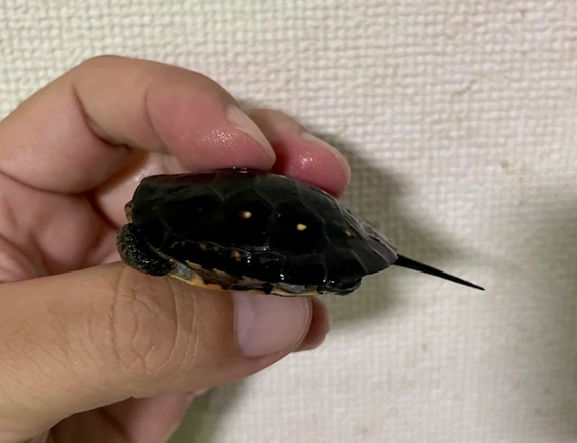 キボシイシガメ　ベビー（甲長４ｃｍ）