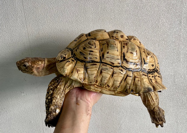 ソマリアリクガメ（甲長２５ｃｍ）オス
