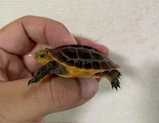 チュウゴクセマルハコガメ（甲長４．５ｃｍ）レッド