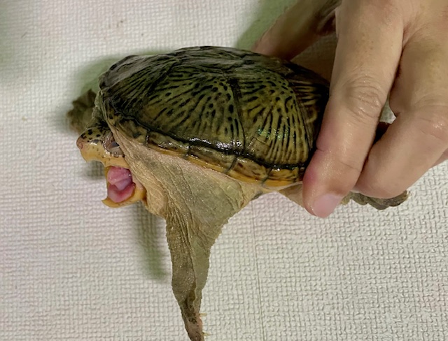 ハラガケガメ（甲長１３．５ｃｍ）オス