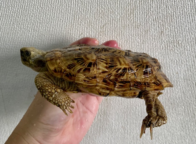 パンケーキガメ（甲長１４．５ｃｍ）メス