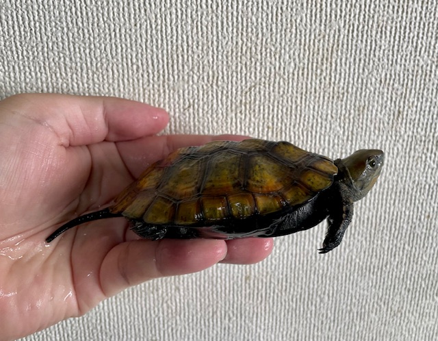 ニホンイシガメ（甲長９．５ｃｍ）メス