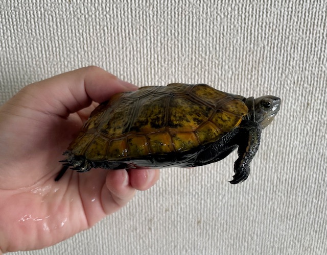 ニホンイシガメ（甲長１０ｃｍ）メス