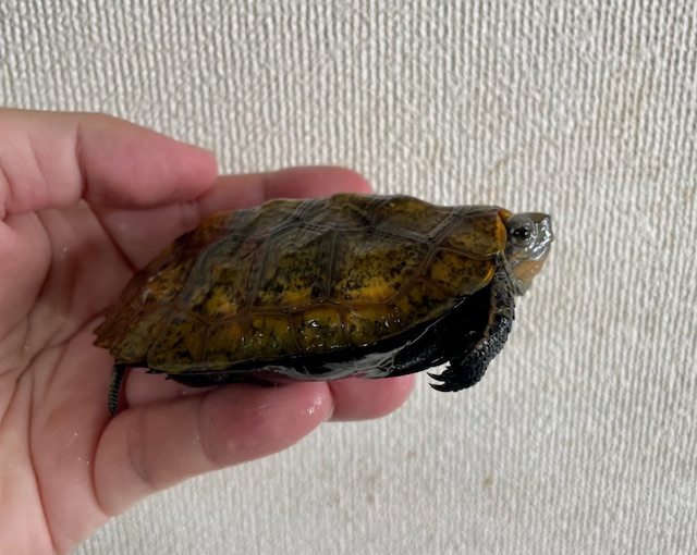 ニホンイシガメ（甲長９．５ｃｍ）オス