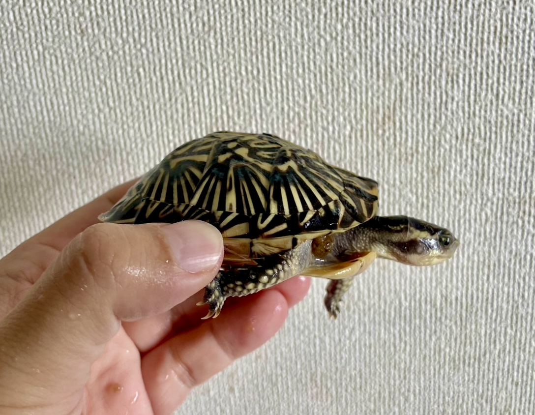 フロリダハコガメ（甲長８．５ｃｍ）