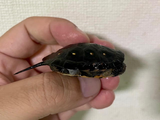 キボシイシガメ　ベビー（甲長４ｃｍ）